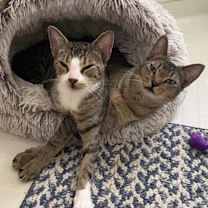 Thumbnail photo of Casey and Holly #2