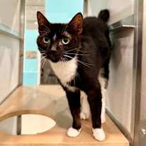 Thumbnail photo of Luna #1