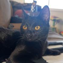 Thumbnail photo of Boo ( Nicole ) #3