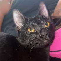 Thumbnail photo of Boo ( Nicole ) #4