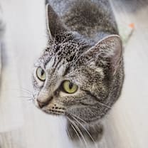 Thumbnail photo of BonBon #2