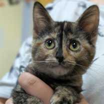 Thumbnail photo of Babka #1