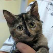 Thumbnail photo of Babka #2