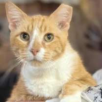 Thumbnail photo of Zion #2