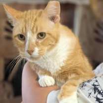 Thumbnail photo of Zion #3