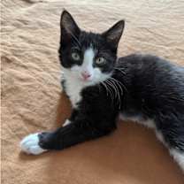 Thumbnail photo of Strewth #2