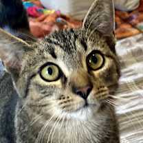 Thumbnail photo of Iggy #3