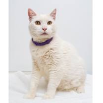 Thumbnail photo of Macho Man #4