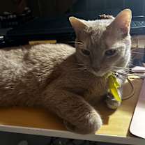 Thumbnail photo of Laffy Taffy #2