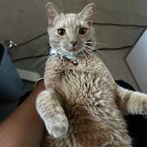 Thumbnail photo of Laffy Taffy #3