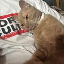 Thumbnail photo of Laffy Taffy #4