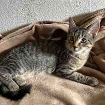 Thumbnail photo of Spanky #2