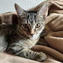 Thumbnail photo of Spanky #3