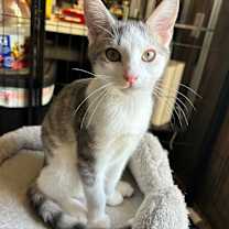 Thumbnail photo of Thumper #3