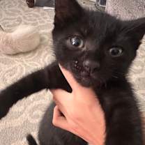 Thumbnail photo of Pepper #1