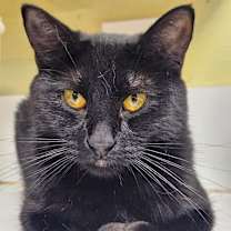 Thumbnail photo of Black Pearl #1