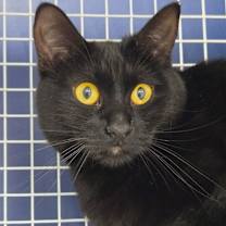 Thumbnail photo of Black Pearl #2