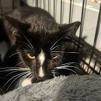 Thumbnail photo of Sebastion Syosset #2