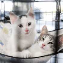 Thumbnail photo of Butch Cassidy #1