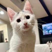 Thumbnail photo of Butch Cassidy #3