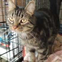 Thumbnail photo of Paisano (Max) #2