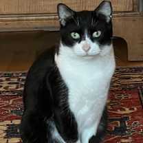 Thumbnail photo of Lucky (FCID# 09/29/2025-35) #1