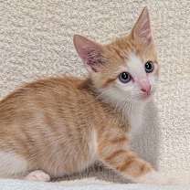 Thumbnail photo of Clyde #2