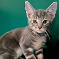 Thumbnail photo of KITTEN LORD WINSTON #2