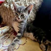 Thumbnail photo of KITTEN LORD WINSTON #3