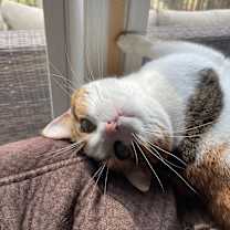 Thumbnail photo of Patches #4