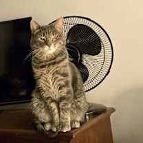 Thumbnail photo of Kiko #1