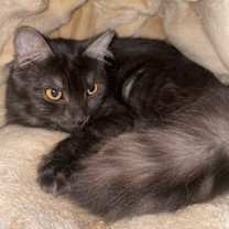 Thumbnail photo of Fluffy #3