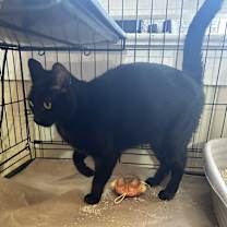 Thumbnail photo of Ombre #1