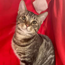 Thumbnail photo of Bentley #1