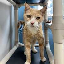 Thumbnail photo of VanGogh #1