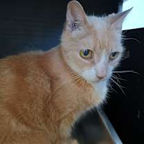 Thumbnail photo of VanGogh #2