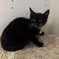 Thumbnail photo of Hallelujah #2