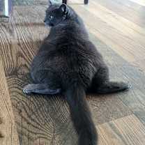 Thumbnail photo of Dime #2