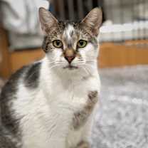 Thumbnail photo of Bella 3 #4