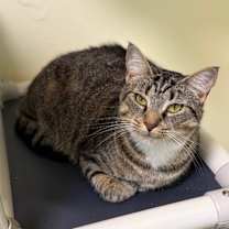 Thumbnail photo of Chopstick #1