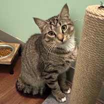 Thumbnail photo of Chopstick #2