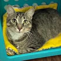 Thumbnail photo of Chopstick #3