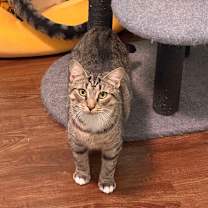 Thumbnail photo of Chopstick #4