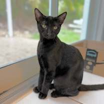 Thumbnail photo of Ratchet #1