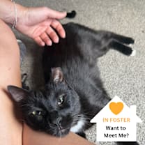 Thumbnail photo of Toad #1