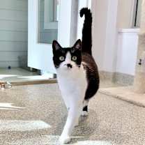 Thumbnail photo of Light Fury #1