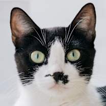 Thumbnail photo of Light Fury #2