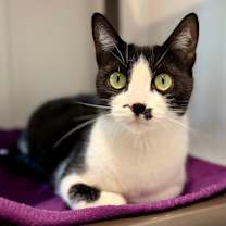 Thumbnail photo of Light Fury #3