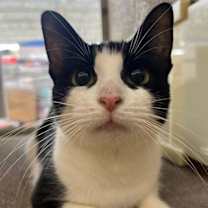 Thumbnail photo of Taro KPS #2