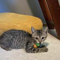 Thumbnail photo of ESTELLA, CARMELA & GABRIELA #4